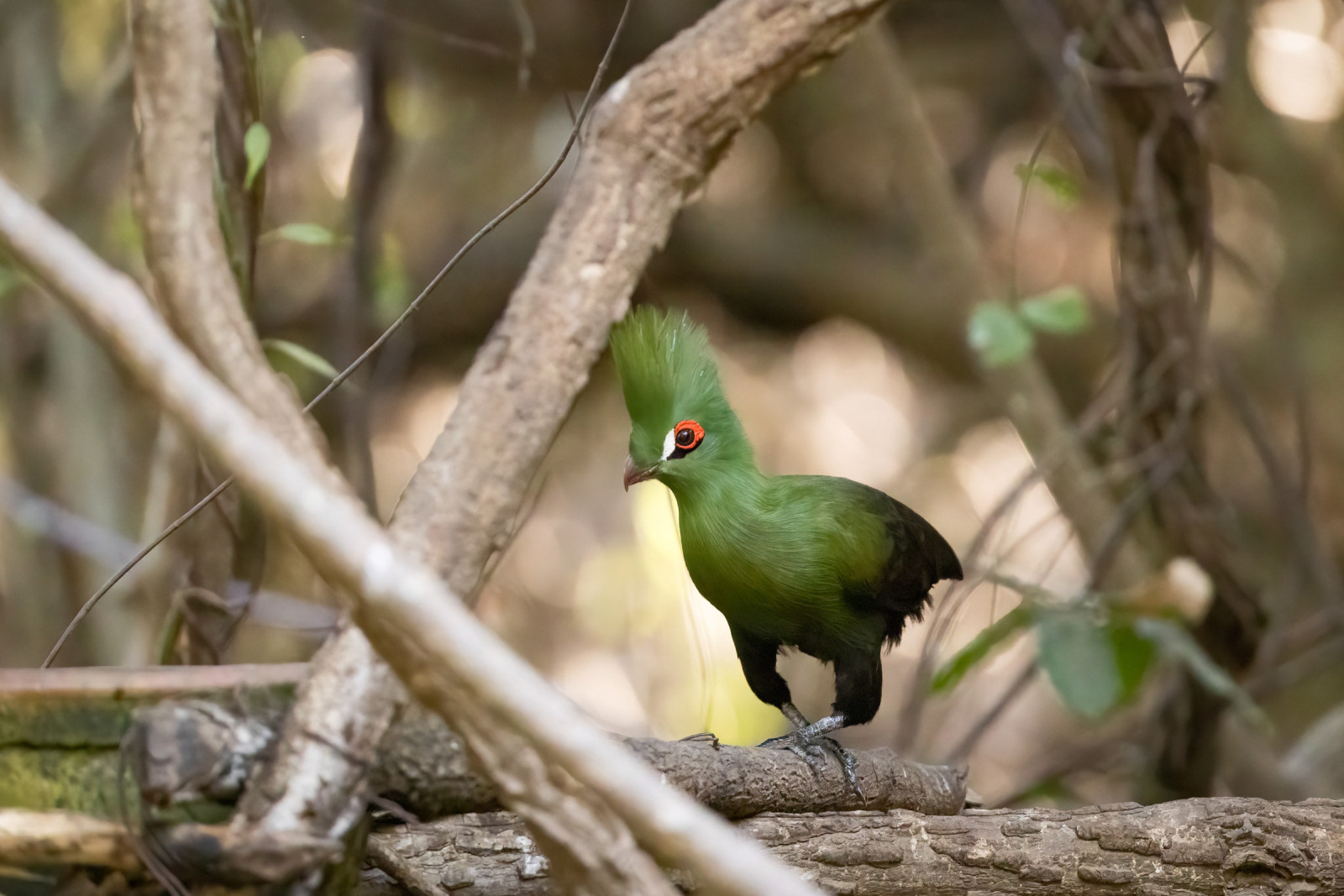 image Green Turaco